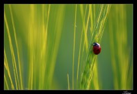 A dot in the green