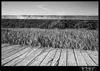 Lines